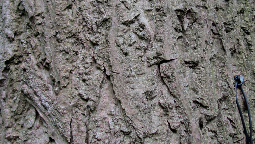 Juglans ailantifolia cordiformis bark