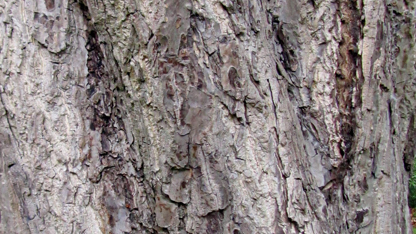 Juglans ailantifolia cordiformis bark