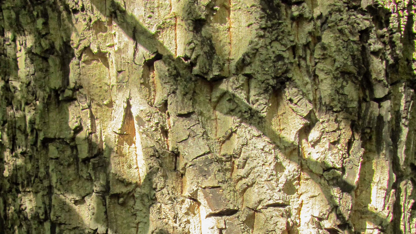 Juglans ailantifolia cordiformis bark