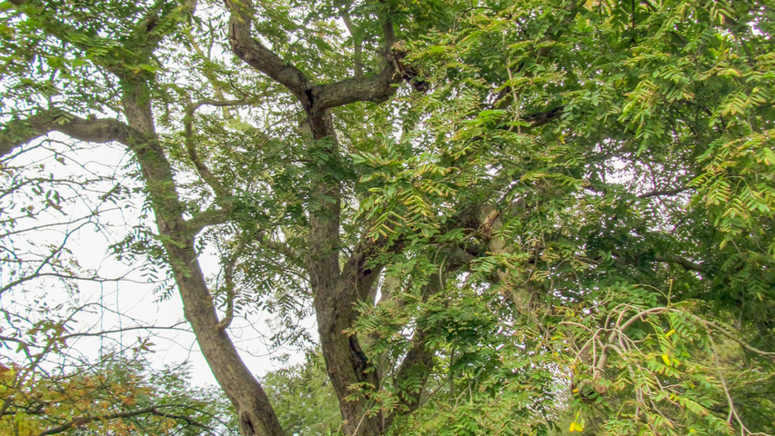 Juglans ailantifolia cordiformis characteristic