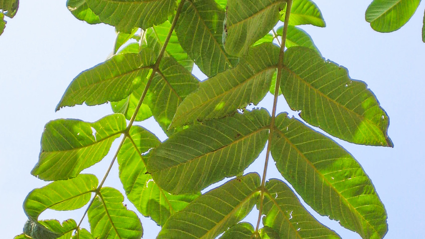 Juglans ailantifolia cordiformis leaves