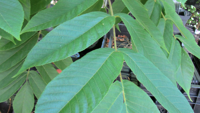 100 Hojas De Almendro Indio A Granel - Natural, Seguro Para