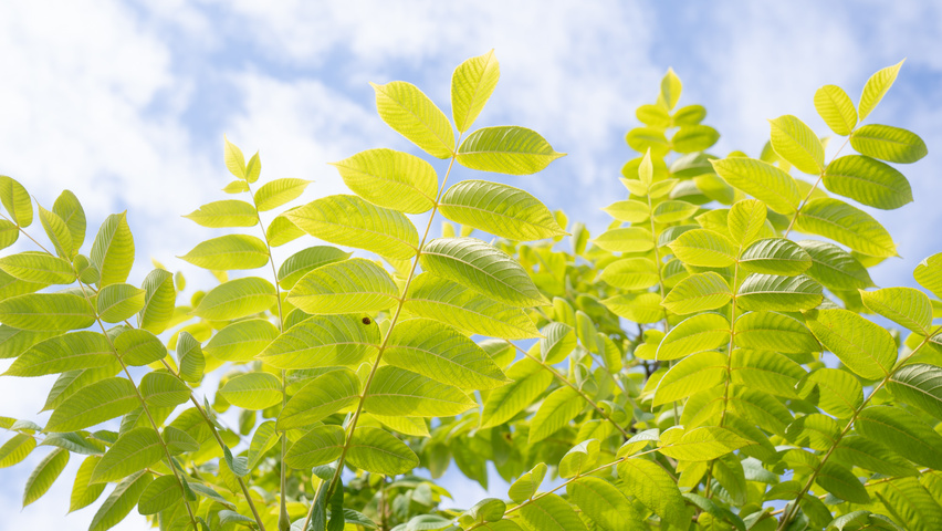 Juglans ailantifolia cordiformis leaves