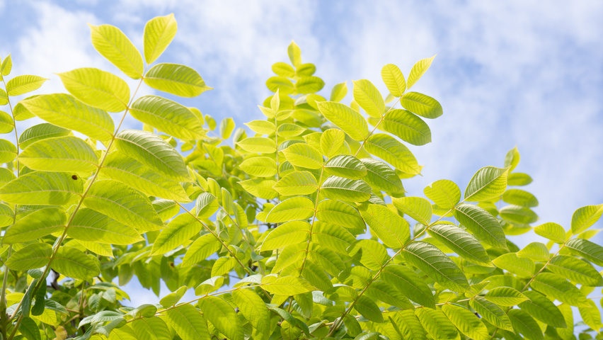Juglans ailantifolia cordiformis leaves