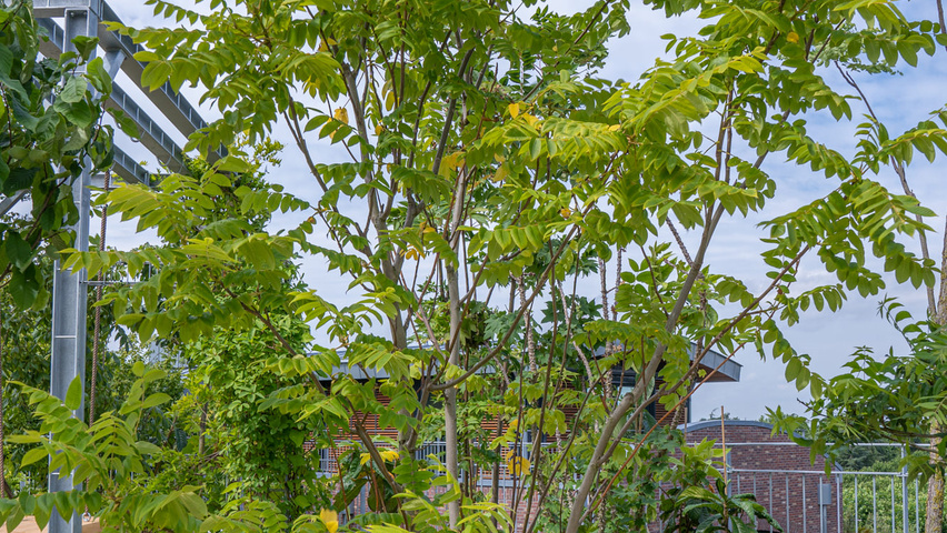 Juglans ailantifolia cordiformis multi-stem