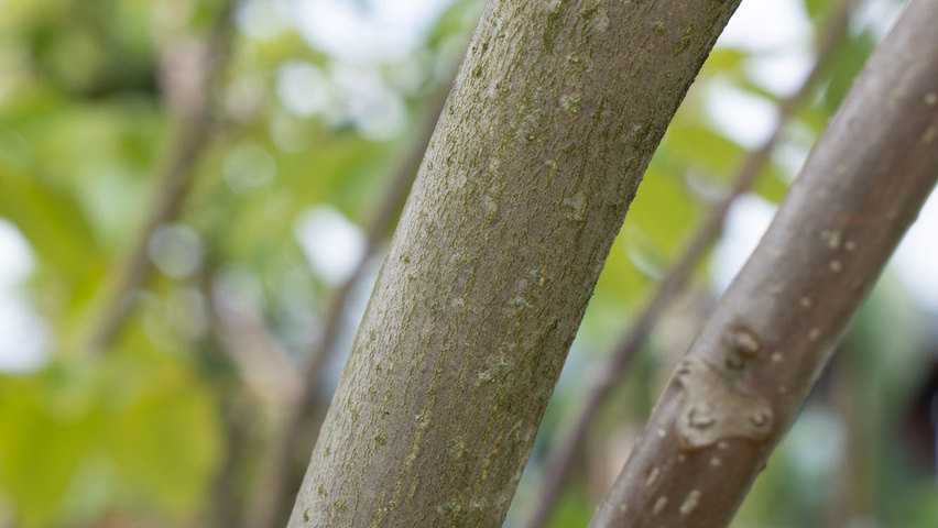 Juglans ailantifolia cordiformis twigs