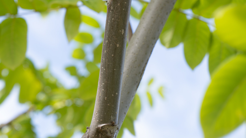 Juglans ailantifolia cordiformis twigs