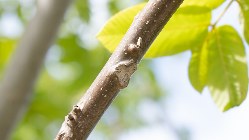 Juglans ailantifolia cordiformis twigs