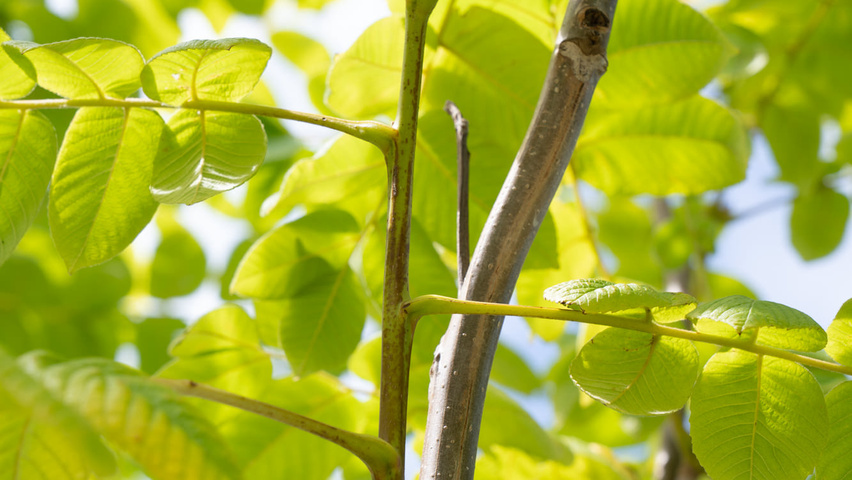 Juglans ailantifolia cordiformis twigs