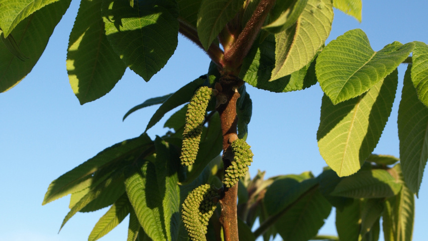 Juglans ailantifolia цветки