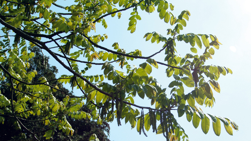 Juglans ailantifolia листья