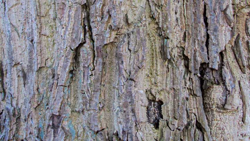 Juglans mandshurica bark