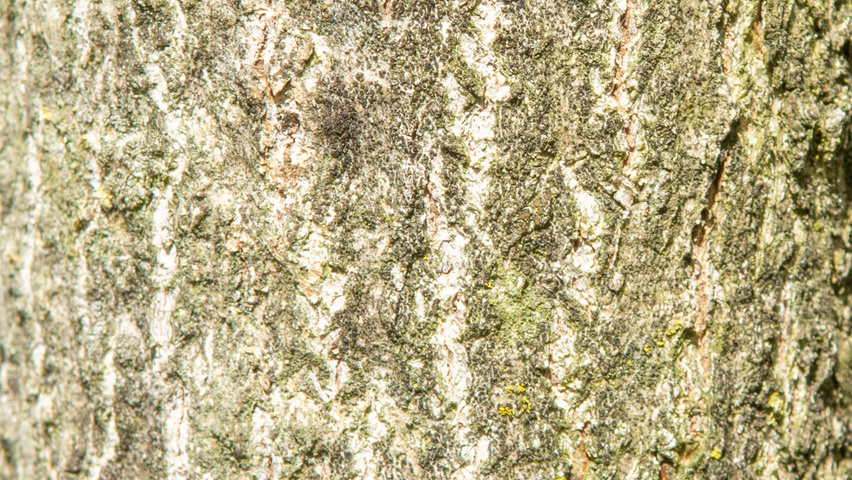 Juglans mandshurica bark