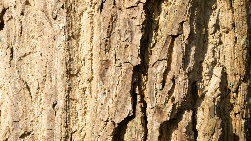 Juglans mandshurica bark