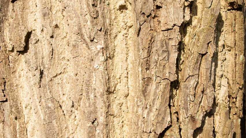 Juglans mandshurica bark