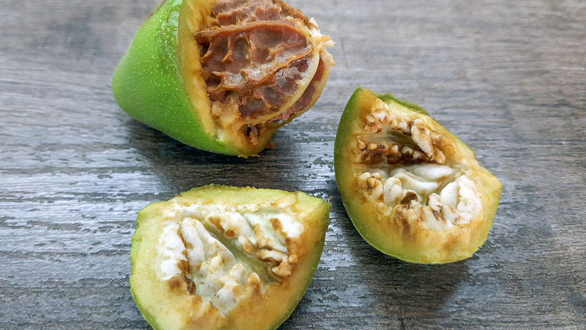 Juglans mandshurica fruits