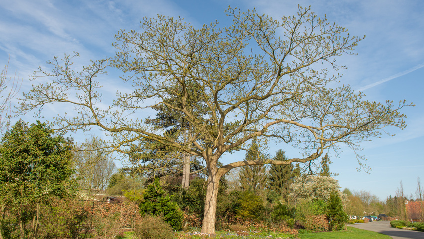 Juglans mandshurica standard tree