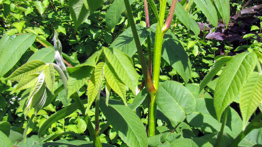 Juglans mandshurica leaves