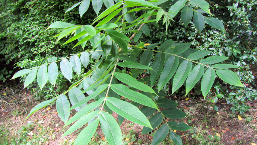 Juglans mandshurica leaves