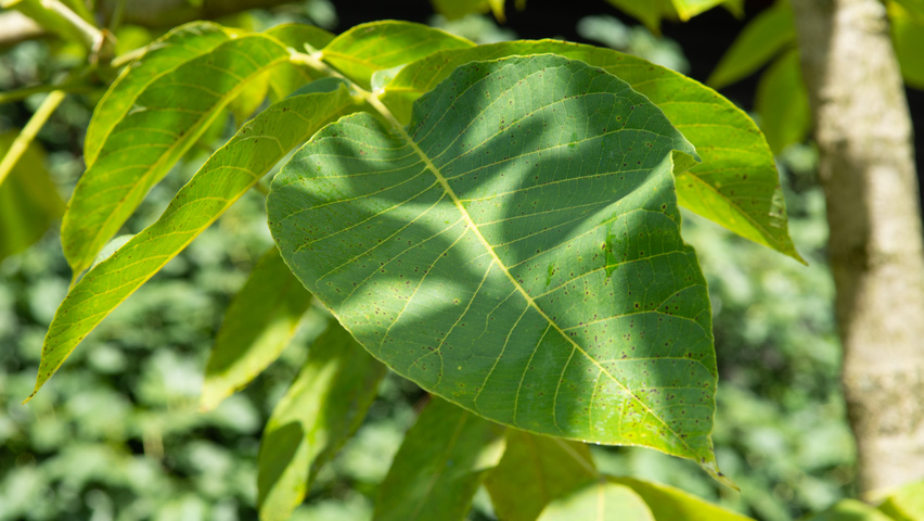 Juglans mandshurica leaves