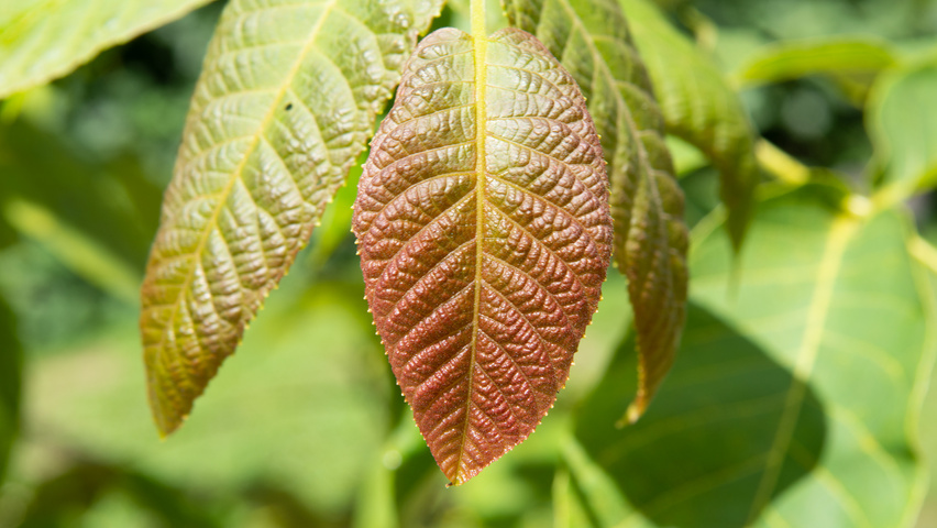 Juglans mandshurica leaves