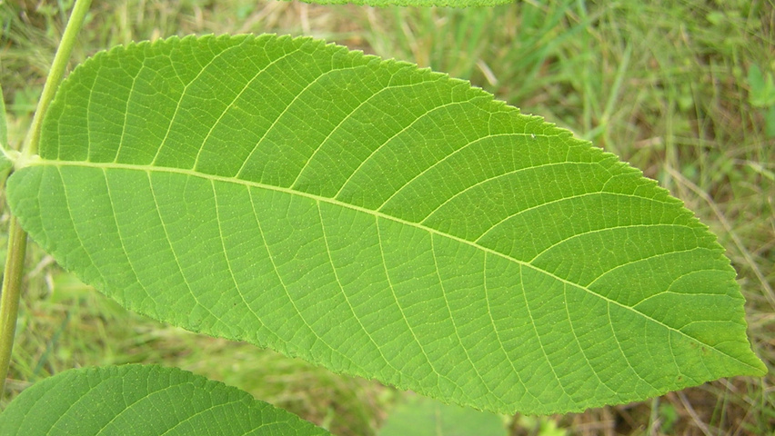 Juglans mandshurica leaves