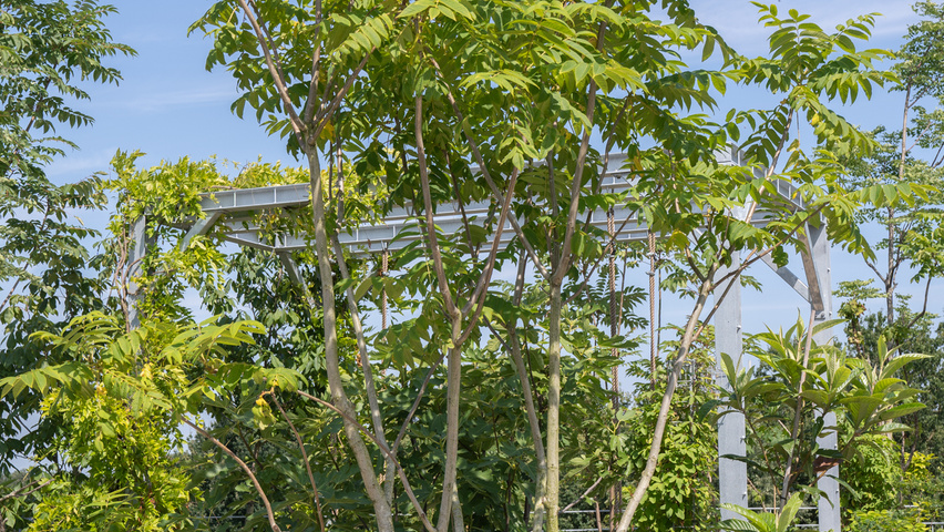 Juglans mandshurica multi-stem