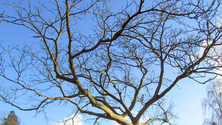 Juglans mandshurica twigs