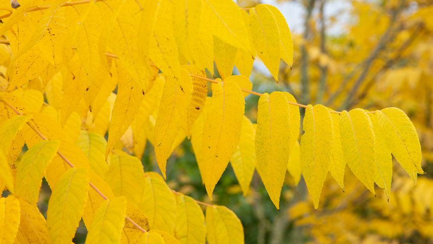 Juglans nigra herfstblad