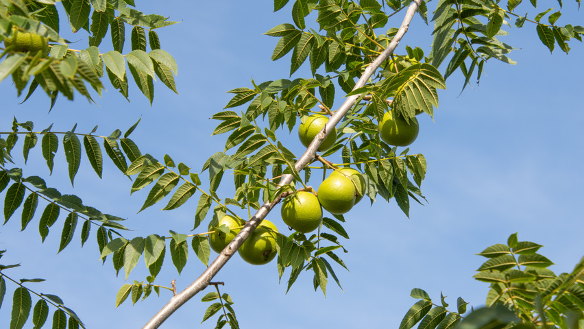 Juglans nigra vrucht