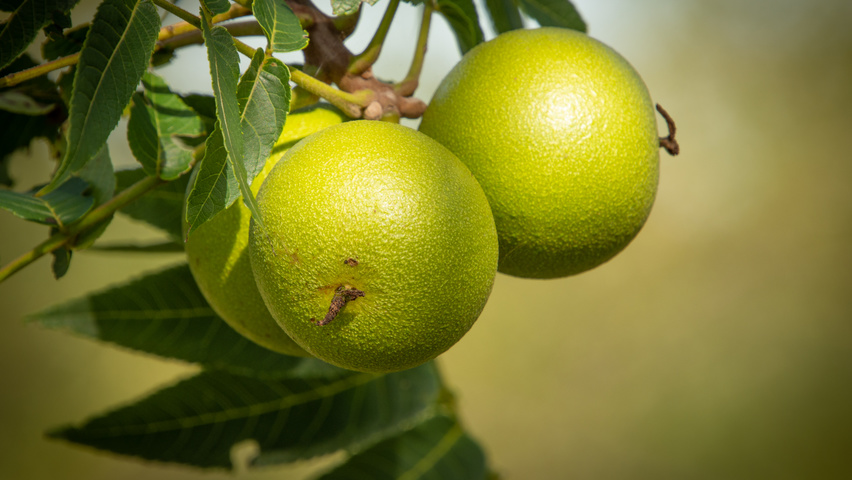 Juglans nigra vrucht