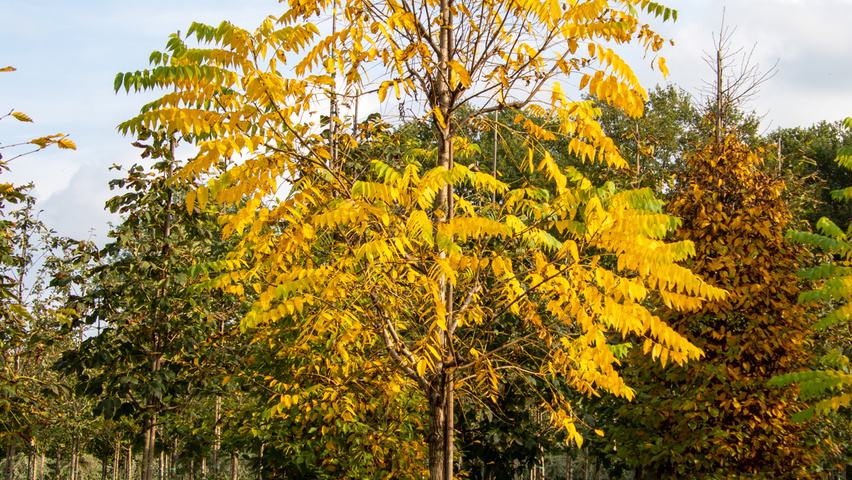 Juglans nigra hoogstam