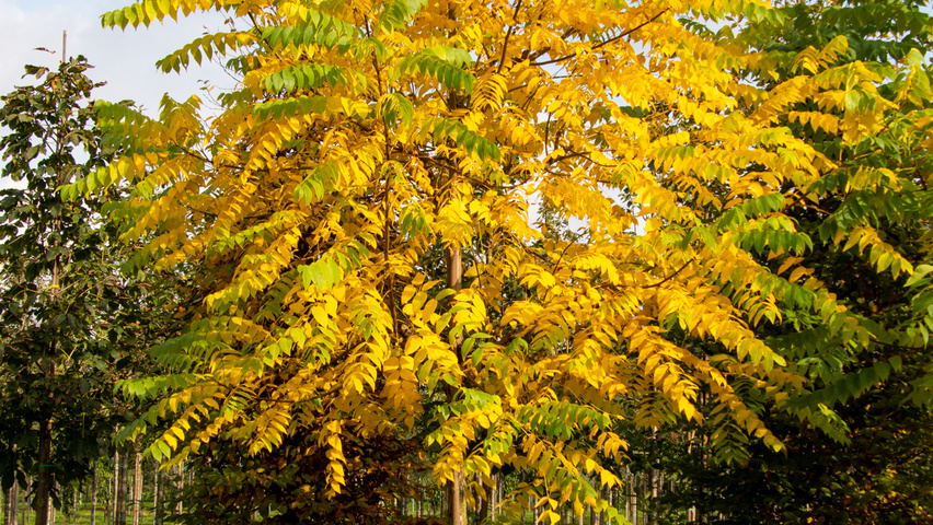 Juglans nigra hoogstam