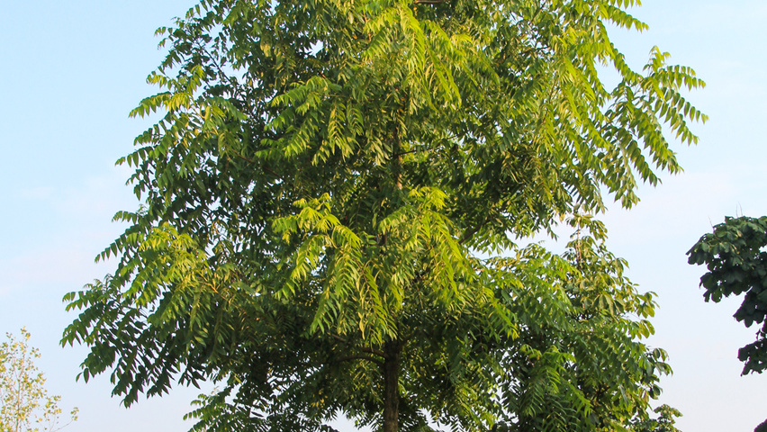 Juglans nigra hoogstam