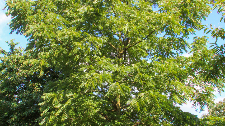 Juglans nigra hoogstam
