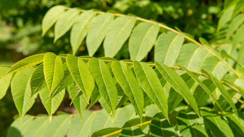 Juglans nigra blad