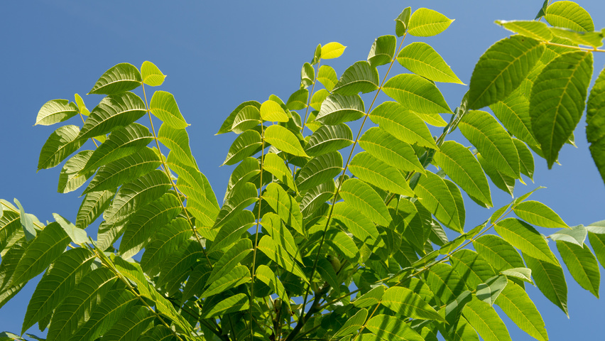 Juglans nigra blad