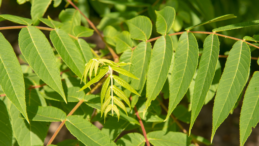 Juglans nigra blad
