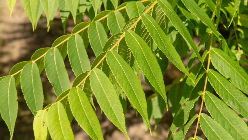 Juglans nigra blad