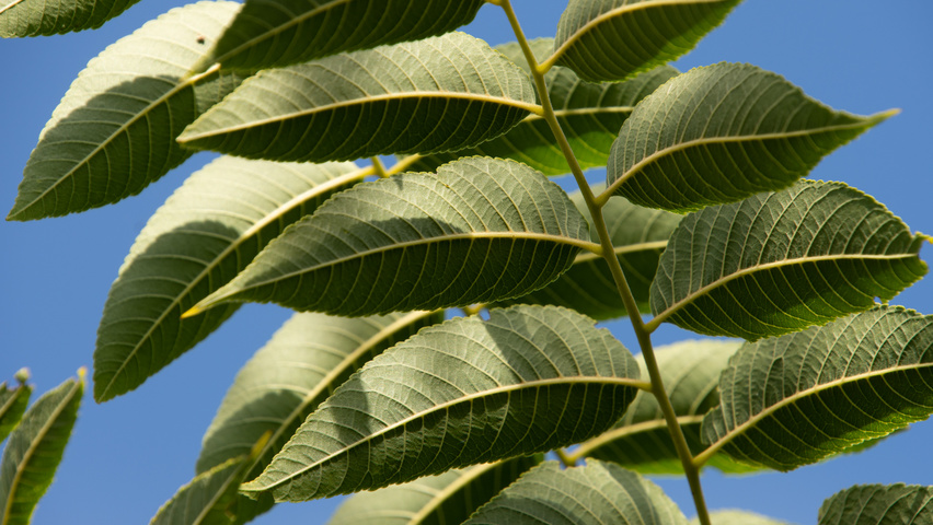 Juglans nigra blad