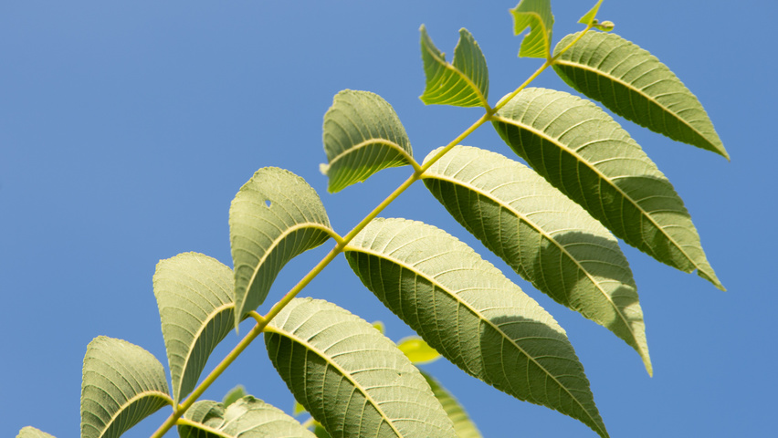 Juglans nigra blad