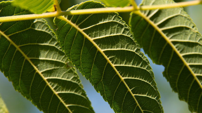Juglans nigra blad