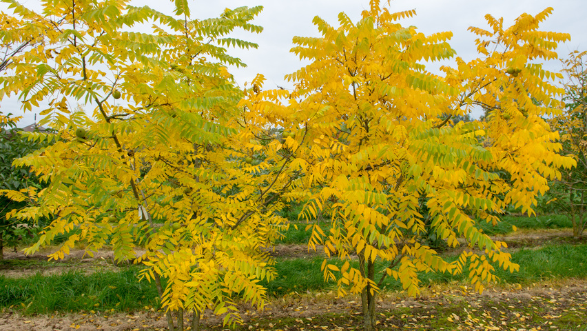 Juglans nigra meerstammig