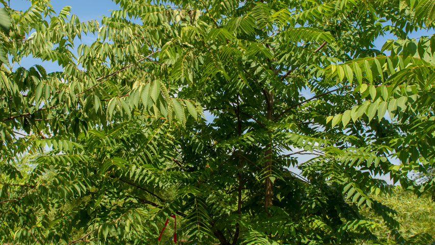 Juglans nigra meerstammig