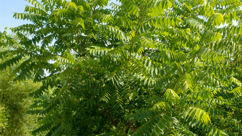 Juglans nigra meerstammig