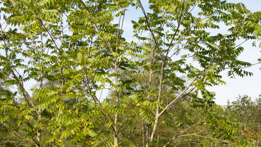 Juglans nigra meerstammig