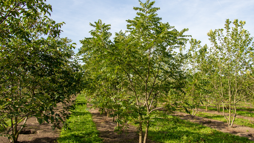 Juglans nigra meerstammig