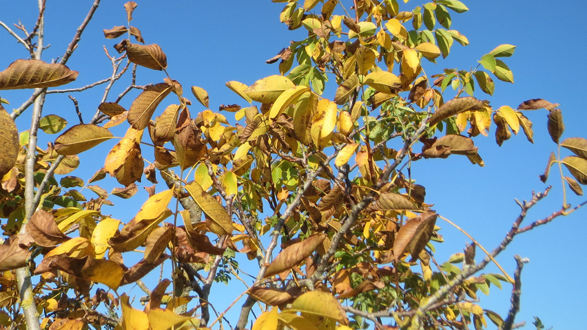 Juglans regia herfstblad