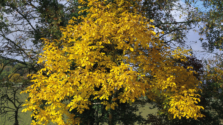Juglans regia herfstblad