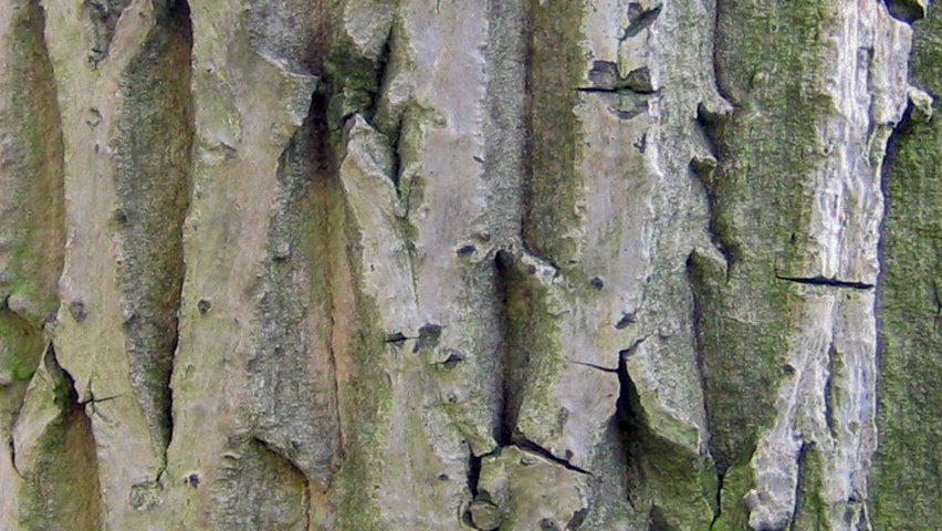 Juglans regia bast